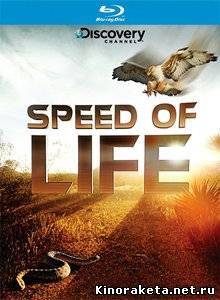 Скорость жизни / Speed of Life (Сериал 2010) онлайн